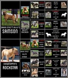 pedigree for Samson/RockStar preeding