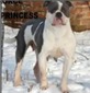 BULLFORCE BLUE PRINCESS American Bulldog