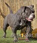 BULLFORCE BISHOU